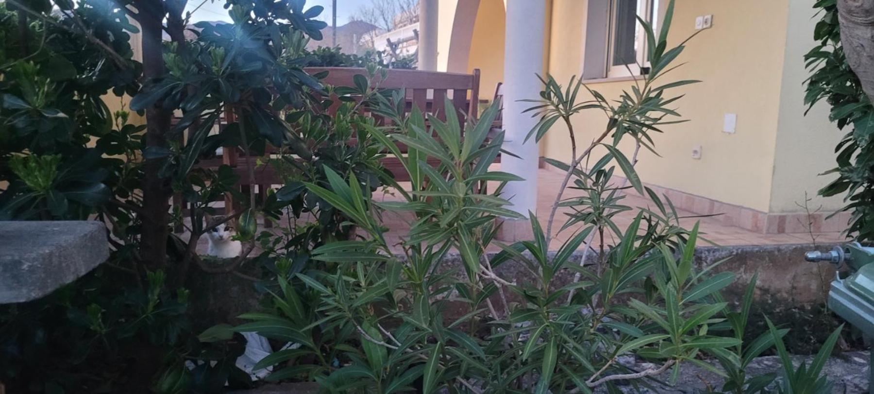 Apartmani Sanja Klenovica Dış mekan fotoğraf